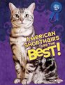 American Shorthairs Are the Best