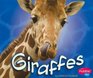 Giraffes