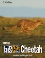 Big Cat Diary Cheetah