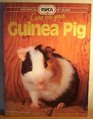 Care for Your Guinea Pig