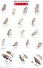 Mac's Field Guide to Birds of Prey of North America
