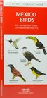 Mexico Birds An Introduction to Over 140 Familiar Species