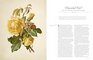 The Rose The History of the Worlds Favourite Flower in 40 Captivating Roses with Classic Texts and Rare Beautiful Prints