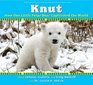 Knut How One Little Polar Bear Captivated the World