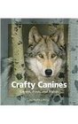 Crafty Canines Coyotes Foxes and Wolves