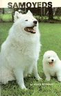 Samoyeds