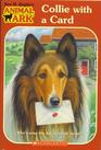 Collie with a Card