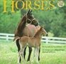 Horses An Abridgment of Harold Roth's Big Book of Horses