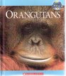 Orangutans  Nature's Children