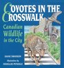 Coyotes in the Crosswalk Canadian Wildlife in the City