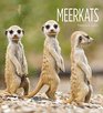 Meerkats Living Wild