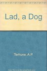 Lad, a Dog