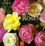 Beauty of the English Rose