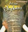 Asian Elephant