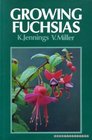 Growing fuchsias