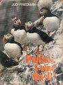 Puffins come back
