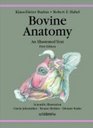 Bovine Anatomy An Illustrated Text