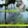 Sloths Mini Wall Calendar 2016 16 Month Calendar