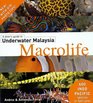 A Diver's Guide to Underwater Malaysia Macrolife