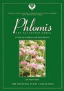 Phlomis The Neglected Genus