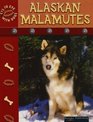 Alaskan Malamutes