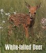 Whitetailed deer