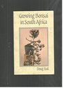 Growing Bonsai in South Africa