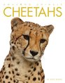 Amazing Animals Cheetahs