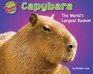 Capybara The World's Largest Rodent
