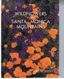 Wildflowers of the Santa Monica Mountains