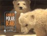 A Pair of Polar Bears Twin Cubs Find a Home at the San Diego Zoo