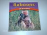 Baboons Life in the Troop