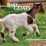 Baby Goats Calendar 2017 16 Month Calendar