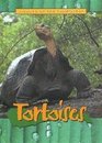 Animals of the Rainforest Tortoises