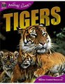 Animal Lives Tigers