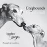Greyhounds Big and Small Iggies and Greyts