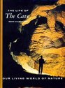 The Life of the Cave