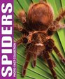 Spiders Photo Fact Collection