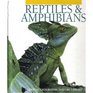 Reptiles  Amphibians