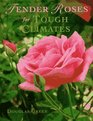 Tender Roses for Tough Climates