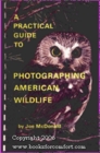 A Practical Guide to Photographing American Wildlife