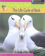 The Life Cycle of Birds From Egg to Adult