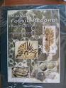 Maine's Fossil Record The Paleozoic