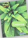 Leaves