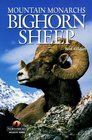 Bighorn Sheep Mountain Monarchs