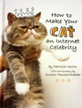 How To Make Your Cat an Internet Celebrity
