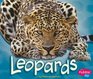 Leopards