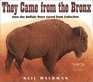 They Came from the Bronx How the Buffalo Were Saved from Extinction