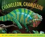 Chameleon Chameleon