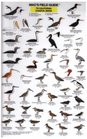 Mac's Field Guide To California Coastal Birds